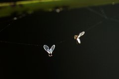 Домохозяек призвали напоить мошек вином