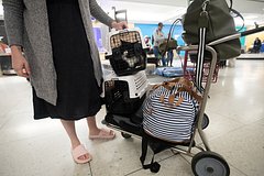 Сотрудница иностранной авиакомпании вынудила россиянку оставить кошку в Европе
