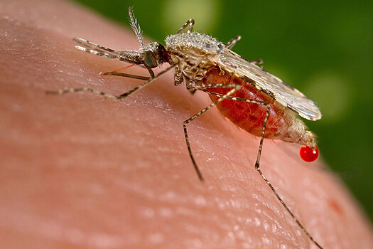 Perenosjashhie lihoradku chikungunja komary dobralis do rossii 1daae90.jpg