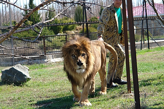 Raskryta sudba napavshego na vladelca safari parka tajgan lva 3fab3f1.jpg