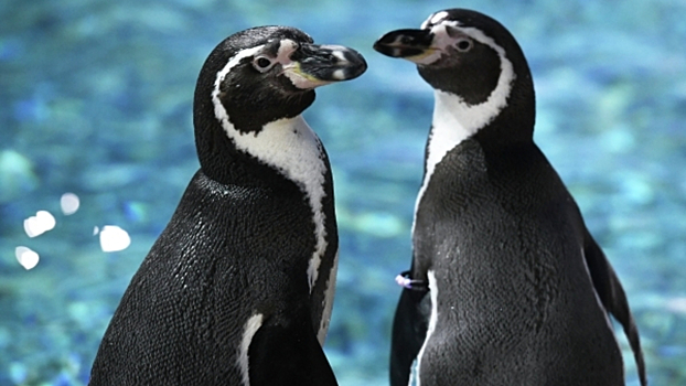 В Крыму впервые родился пингвиненок