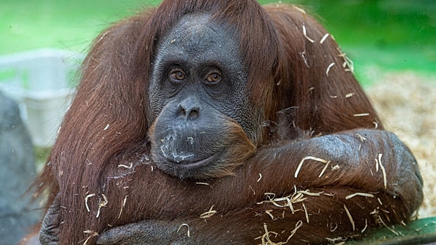 V tajgane otreagirovali na postupok devushki davshej vejp orangutanu 612cbb8.jpg