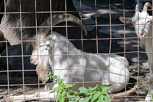 Zakryvali zhivotnyh ot snarjadov kak vyzhivaet zoopark v gorlovke 7302957.jpg