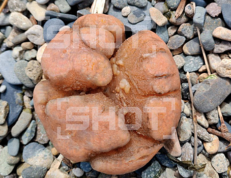 Magadanskie rybaki nashli strannoe sushhestvo 3e4bf09.png
