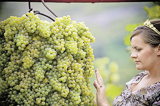 Pogoda mozhet povlijat na urozhaj belyh sortov vinograda v krymu 63a72e4.jpg