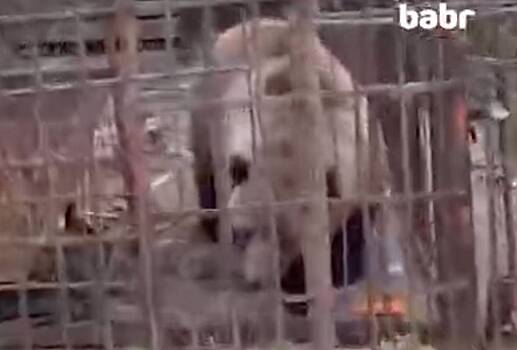 Broshennoj v rossijskom zooparke medvedice mashe nashli novyj dom d0a0b57.jpg