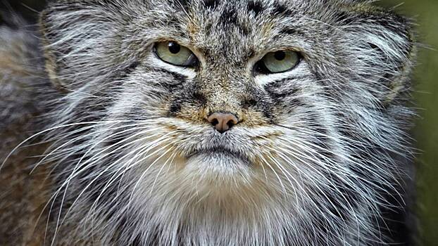 Iz novosibirskogo zooparka ischez odin manul d89e35f.jpg
